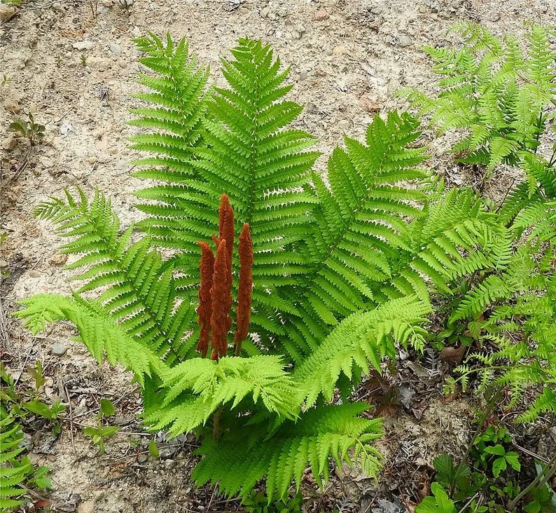 3 Cinnamon Fern Bareroots Osmunda Cinnamomea Roots Native Hardy Fern 5ft