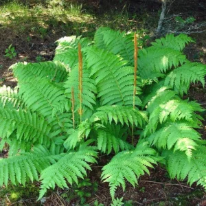3 Cinnamon Fern Bareroots Osmunda Cinnamomea Roots Native Hardy Fern 5ft