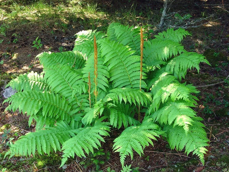 3 Cinnamon Fern Bareroots Osmunda Cinnamomea Roots Native Hardy Fern 5ft