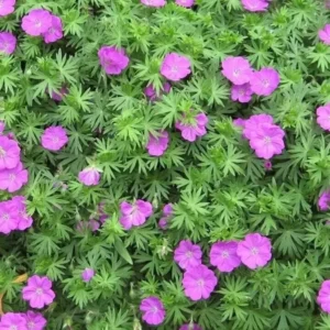 3 Cranesbill Wild Geranium Organic Maculatums Bare Roots | Wildflower for Outdoor Garden