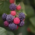 3 Cumberland Black Raspberry Plants Rubus Occidentalis Fruit Bush Edible