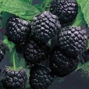 3 Cumberland Black Raspberry Plants Rubus Occidentalis Fruit Bush Edible