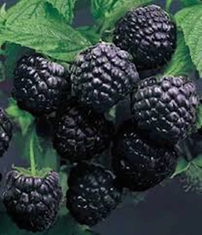 3 Cumberland Black Raspberry Plants Rubus Occidentalis Fruit Bush Edible