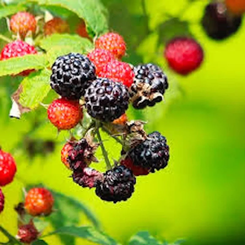 3 Cumberland Black Raspberry Plants Rubus Occidentalis Fruit Bush Edible