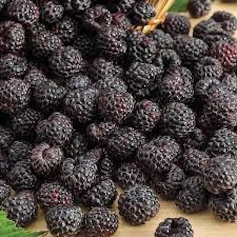 3 Cumberland Black Raspberry Plants Rubus Occidentalis Fruit Bush Edible
