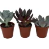 3 Desert Rose Succulent Plants - Echeveria - 2" Pots - Vibrant & Easy to Grow Succulents