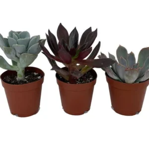 3 Desert Rose Succulent Plants - Echeveria - 2