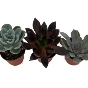 3 Desert Rose Succulent Plants - Echeveria - 2