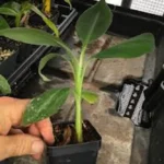 3 Double Mahoi Banana Plant - Dwarf Cavendish, Tropical Fruit Tree, 7-8ft Tall