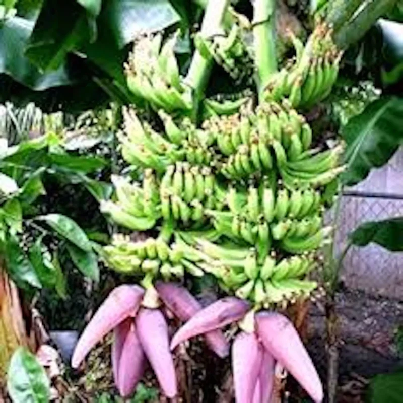3 Double Mahoi Banana Plant - Dwarf Cavendish, Tropical Fruit Tree, 7-8ft Tall