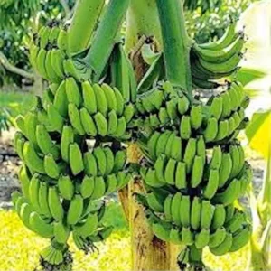 3 Double Mahoi Banana Plant - Dwarf Cavendish, Tropical Fruit Tree, 7-8ft Tall