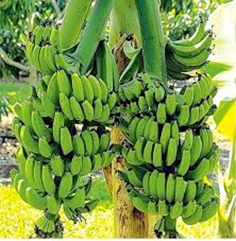 3 Double Mahoi Banana Plant - Dwarf Cavendish, Tropical Fruit Tree, 7-8ft Tall