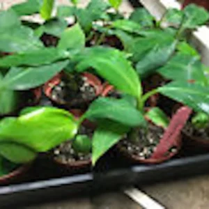 3 Double Mahoi Banana Plant - Dwarf Cavendish, Tropical Fruit Tree, 7-8ft Tall