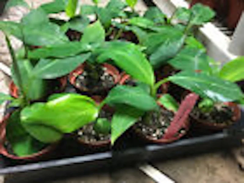 3 Double Mahoi Banana Plant - Dwarf Cavendish, Tropical Fruit Tree, 7-8ft Tall