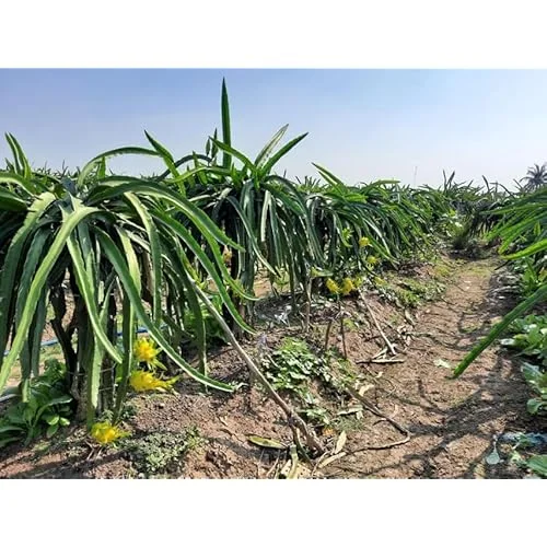 3 Dragon Fruit Plant Cuttings - Mixed Color, 6-12 Inch, Unrooted Pitaya