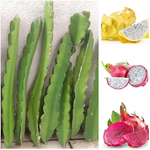 3 Dragon Fruit Plant Cuttings - Mixed Color, 6-12 Inch, Unrooted Pitaya