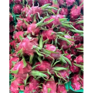3 Dragon Fruit Plant Cuttings - Mixed Color, 6-12 Inch, Unrooted Pitaya