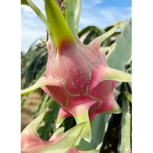 3 Dragon Fruit Plant Cuttings - Mixed Color, 6-12 Inch, Unrooted Pitaya