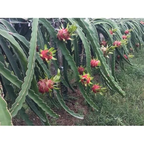 3 Dragon Fruit Plant Cuttings - Mixed Color, 6-12 Inch, Unrooted Pitaya