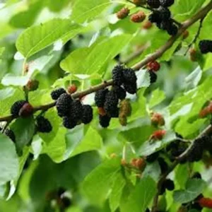 3 Dwarf Everbearing Mulberry Tree Starter Plant Edible Fruit Cold Hardy