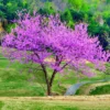 3 Eastern Redbud Tree Bare-root 12-18 Inch Tall | Pink Flowering Tree, Landscaping Tree