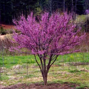 3 Eastern Redbud Tree Bare-root 12-18 Inch Tall | Pink Flowering Tree, Landscaping Tree