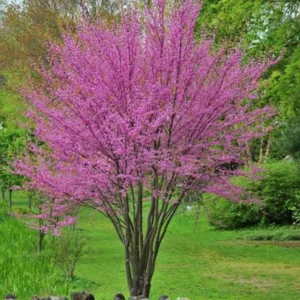 3 Eastern Redbud Tree Bare-root 12-18 Inch Tall | Pink Flowering Tree, Landscaping Tree