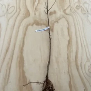 3 Eastern Redbud Tree Bare-root 12-18 Inch Tall | Pink Flowering Tree, Landscaping Tree