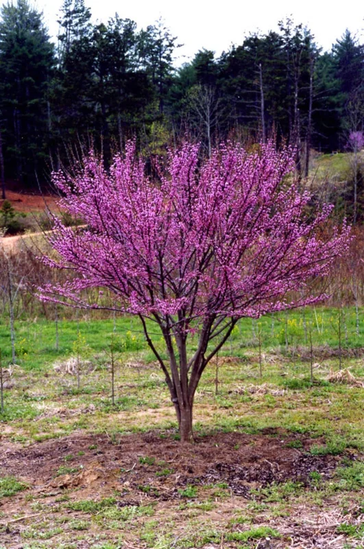 3 Eastern Redbud Tree Bare-root 12-18 Inch Tall - Pink Flowers - Ideal for Landscaping