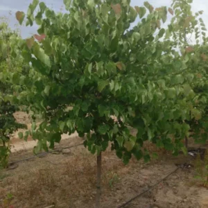 3 Eastern Redbud Tree Bare-root 12-18 Inch Tall - Pink Flowers - Ideal for Landscaping
