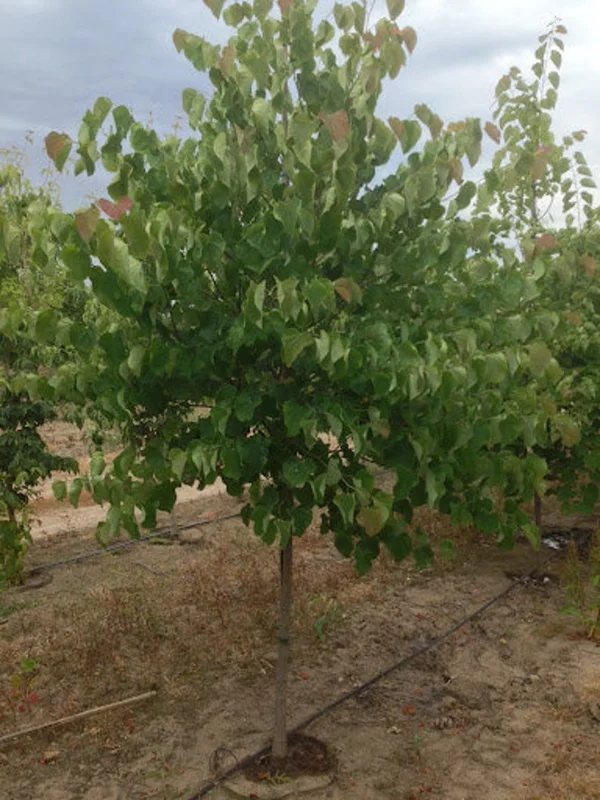 3 Eastern Redbud Tree Bare-root 12-18 Inch Tall - Pink Flowers - Ideal for Landscaping