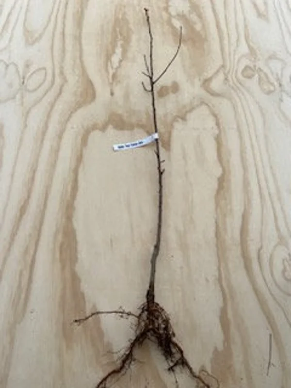 3 Eastern Redbud Tree Bare-root 12-18 Inch Tall - Pink Flowers - Ideal for Landscaping