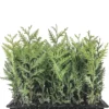 3 Emerald Green Arborvitae Tree Thuja Starter Plant Shrub Privacy Fence