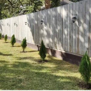 3 Emerald Green Arborvitae Tree Thuja Starter Plant Shrub Privacy Fence