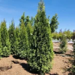 3 Emerald Green Tree Arborvitae 2.5 in Pot 6-12 Inch Tall – Drought-Tolerant Evergreen