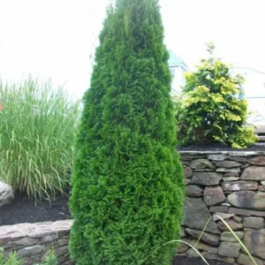 3 Emerald Green Tree Arborvitae 2.5 in Pot 6-12 Inch Tall – Drought-Tolerant Evergreen