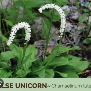 3 False Unicorn Plants Bareroot Chamaelirium Luteum Wildflower Shade Garden