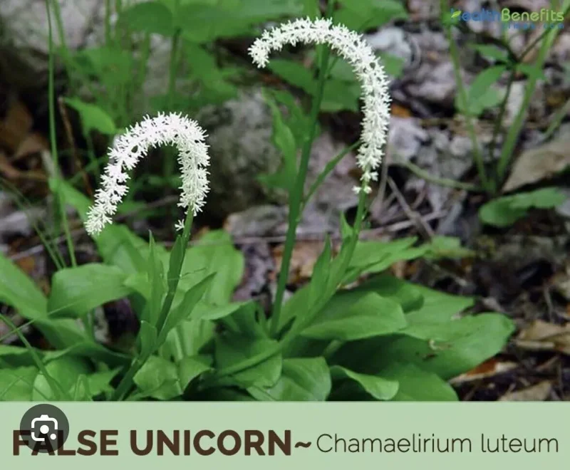 3 False Unicorn Plants Bareroot Chamaelirium Luteum Wildflower Shade Garden