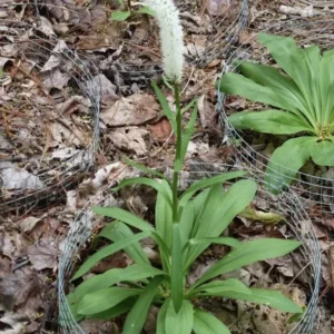 3 False Unicorn Plants Bareroot Chamaelirium Luteum Wildflower Shade Garden