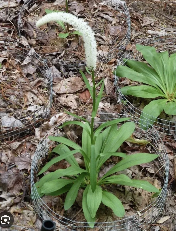 3 False Unicorn Plants Bareroot Chamaelirium Luteum Wildflower Shade Garden