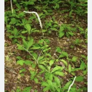 3 False Unicorn Plants Bareroot Chamaelirium Luteum Wildflower Shade Garden
