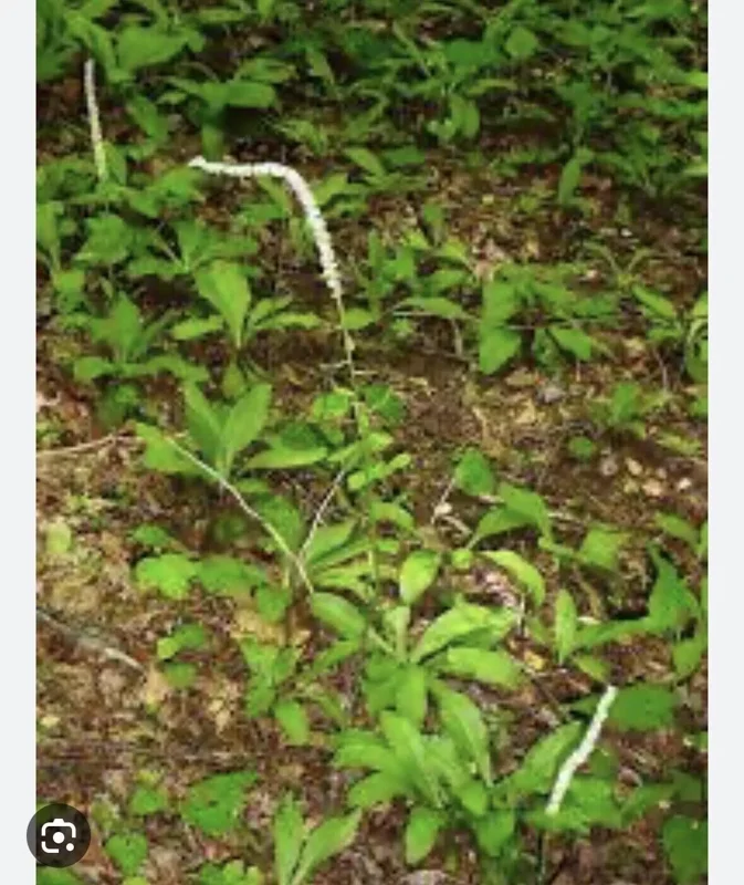 3 False Unicorn Plants Bareroot Chamaelirium Luteum Wildflower Shade Garden