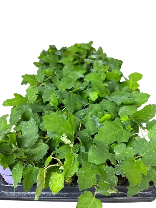 3 Fig Tree Black Mission Ficus Carica Starter Plant Edible Fig Fruit