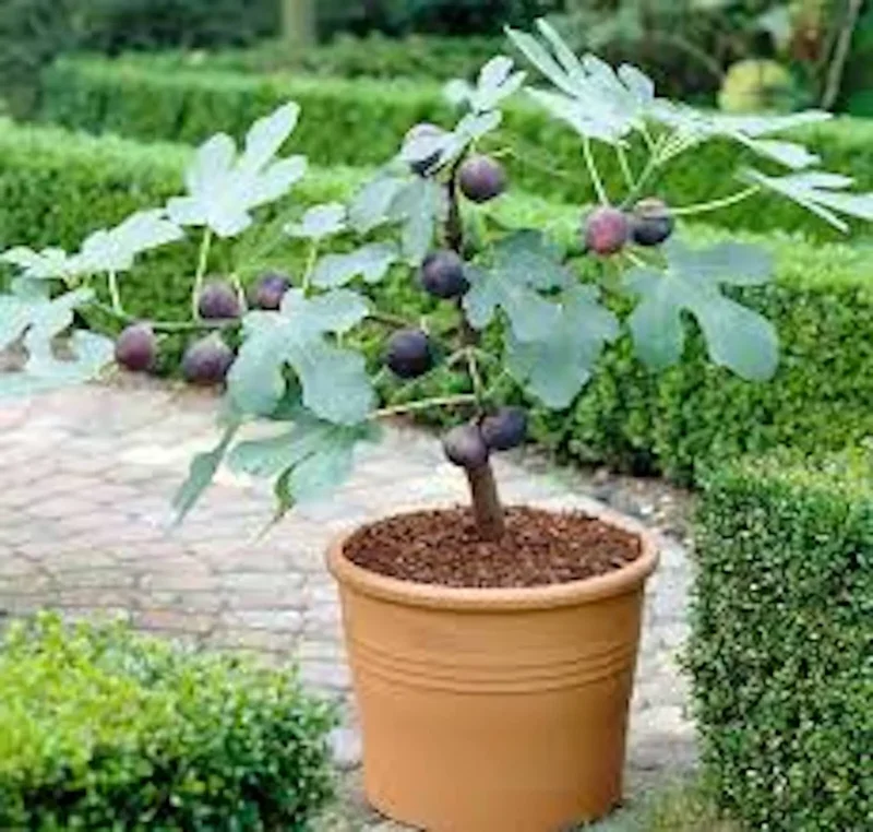 3 Fignomenal Dwarf Fig Tree Self Fertile Starter Plant Compact Fig