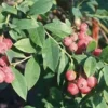 3 Florida Rose Rabbiteye Blueberry Starter Plant Edible Fruit Pink Berries