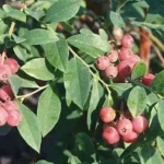 3 Florida Rose Rabbiteye Blueberry Starter Plant Edible Fruit Pink Berries