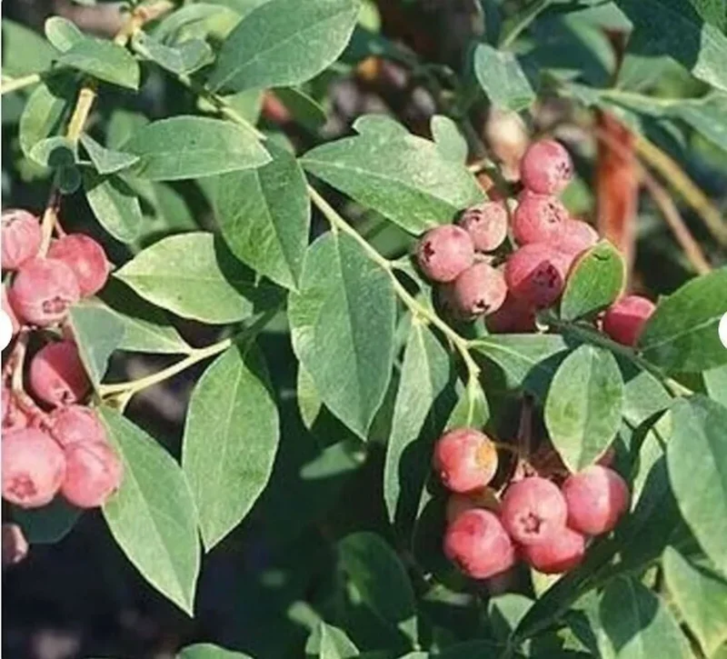 3 Florida Rose Rabbiteye Blueberry Starter Plant Edible Fruit Pink Berries