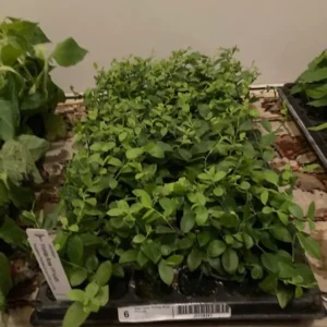 3 Florida Rose Rabbiteye Blueberry Starter Plant Edible Fruit Pink Berries