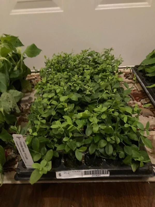 3 Florida Rose Rabbiteye Blueberry Starter Plant Edible Fruit Pink Berries