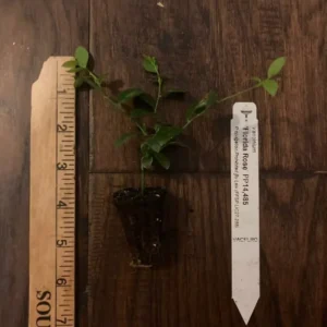 3 Florida Rose Rabbiteye Blueberry Starter Plant Edible Fruit Pink Berries